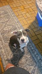 Found/Stray Female Dog last seen Banks Road Contructionn Site, Ravenel, SC 29470