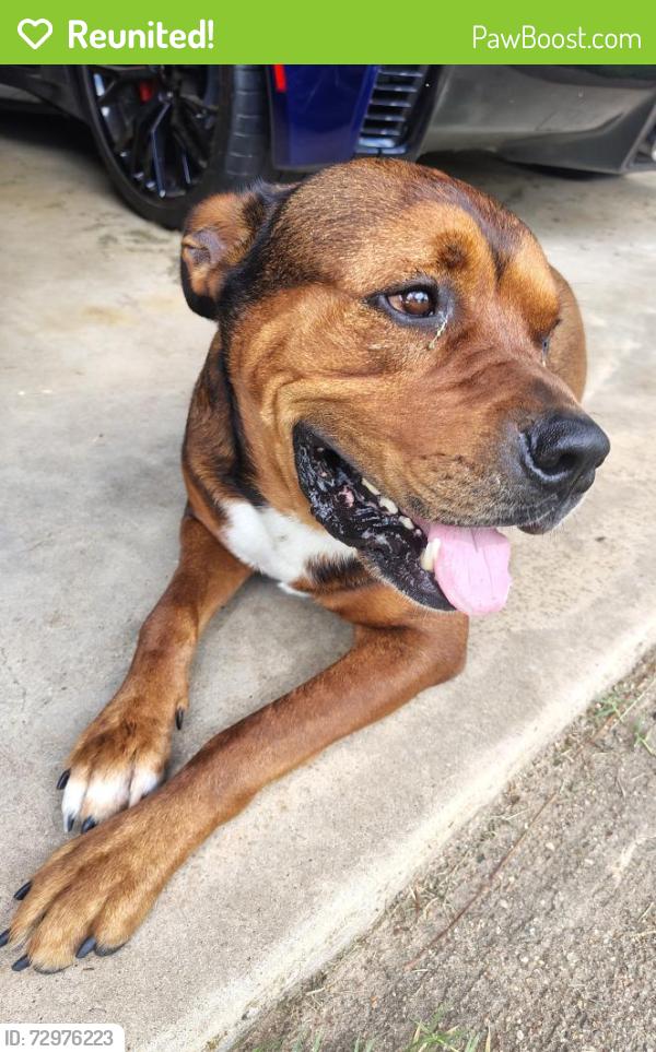 Reunited Male Dog last seen CR 409 & 916 GRANDVIEW, TX, Johnson County, TX 76050