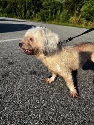 Reunited Male Dog last seen North lagoon, Upper Grand Lagoon, FL 32408