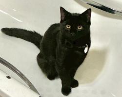 Lost Male Cat last seen Gladeside road or Nathan’s road, Wythenshawe, England M22 9GH