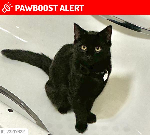 Lost Male Cat last seen Gladeside road or Nathan’s road, Wythenshawe, England M22 9GH