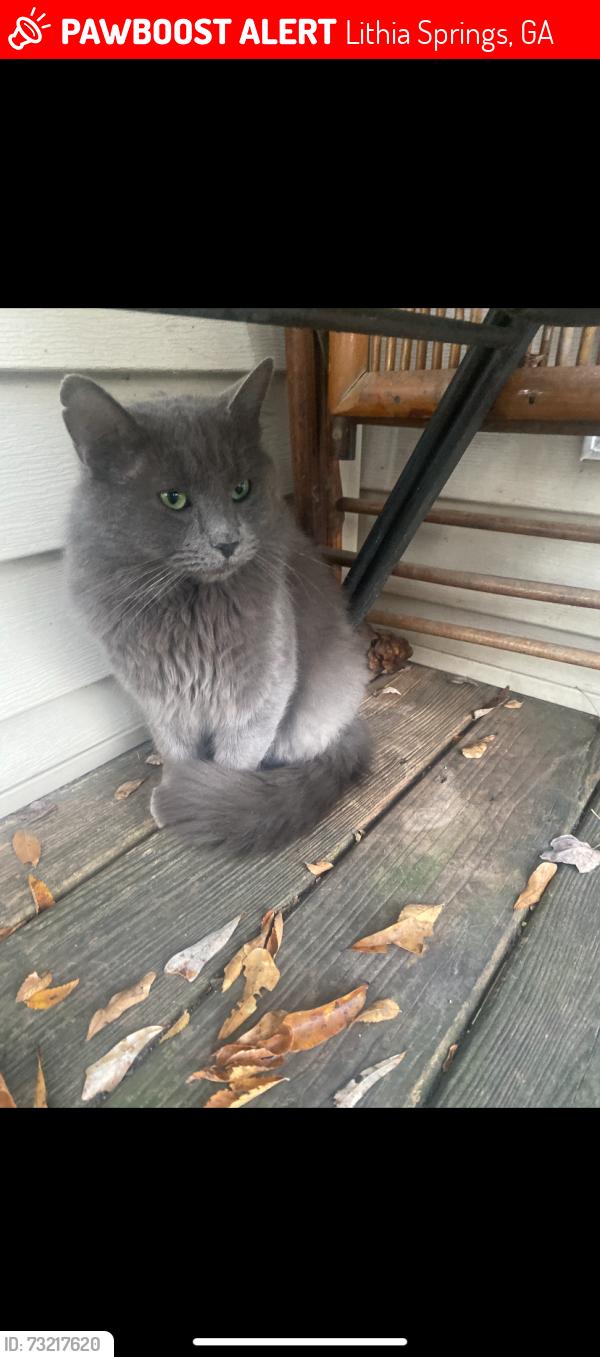 Lost Male Cat last seen Ambassador Dr Lithia springs ga, Lithia Springs, GA 30122