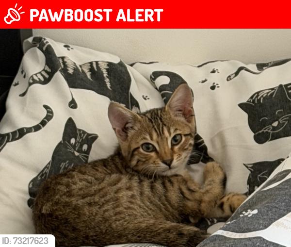 Lost Female Cat last seen Victoria dock Road, Greater London, England 