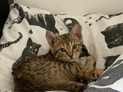 Lost Female Cat last seen Victoria dock Road, Greater London, England 