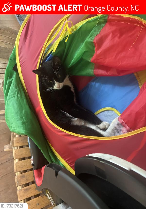 Lost Male Cat last seen New Hope church rd and I40, Orange County, NC 27514