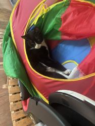 Lost Male Cat last seen New Hope church rd and I40, Orange County, NC 27514