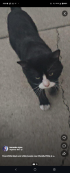 Found/Stray Unknown Cat last seen Ticklegrass Rd, West Jordan, UT 84081