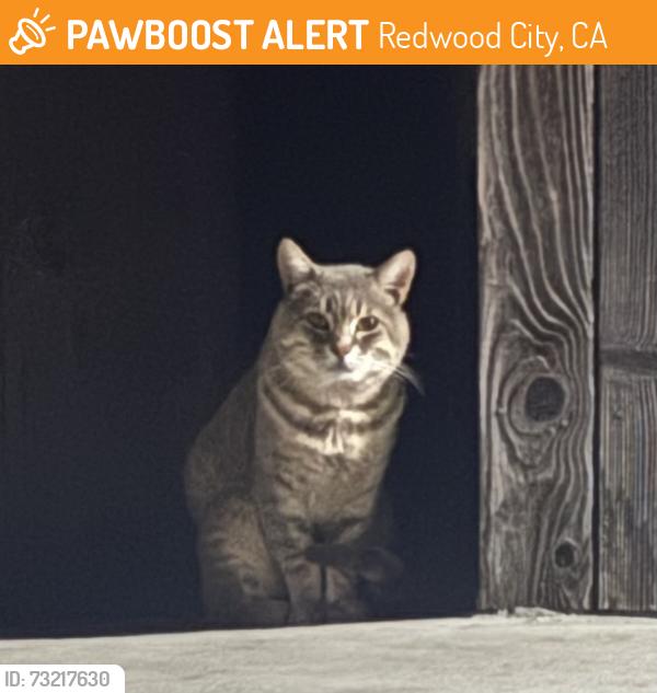 Found/Stray Unknown Cat last seen Park st & Linden st near the Linden Steeet Park, Redwood City, CA 94061