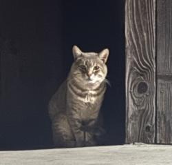 Found/Stray Unknown Cat last seen Park st & Linden st near the Linden Steeet Park, Redwood City, CA 94061