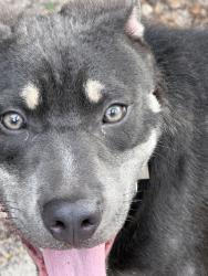 Found/Stray Male Dog last seen Durden Pkwy & Ramsey - Cape Coral, Cape Coral, FL 33909