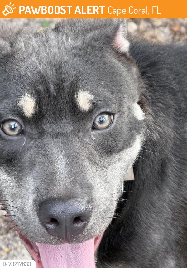 Found/Stray Male Dog last seen Durden Pkwy & Ramsey - Cape Coral, Cape Coral, FL 33909