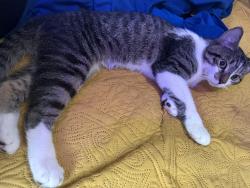 Found/Stray Male Cat last seen Near hood school, Lynn, MA 01902