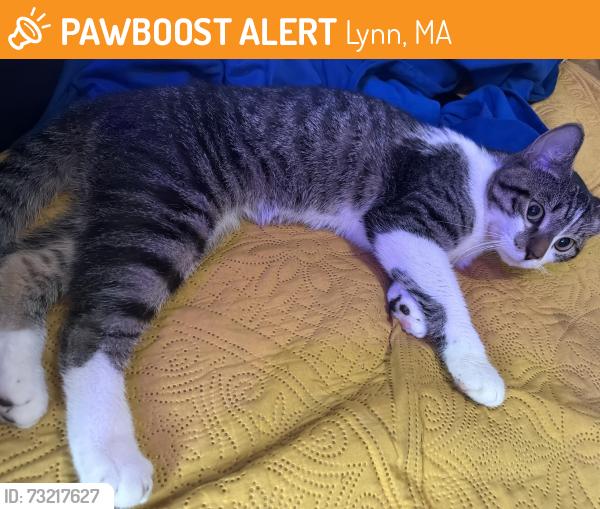 Found/Stray Male Cat last seen Near hood school, Lynn, MA 01902