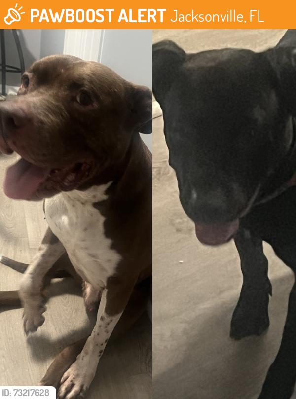 Found/Stray Male Dog last seen Near Walmart neighborhood market, Jacksonville, FL 32210