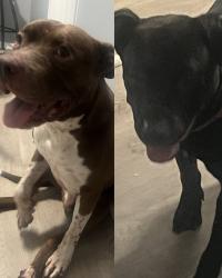 Found/Stray Male Dog last seen Near Walmart neighborhood market, Jacksonville, FL 32210