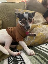 Lost Female Dog last seen Gessner @ little york, Houston, TX 77040