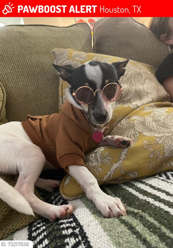 Lost Female Dog last seen Gessner @ little york, Houston, TX 77040