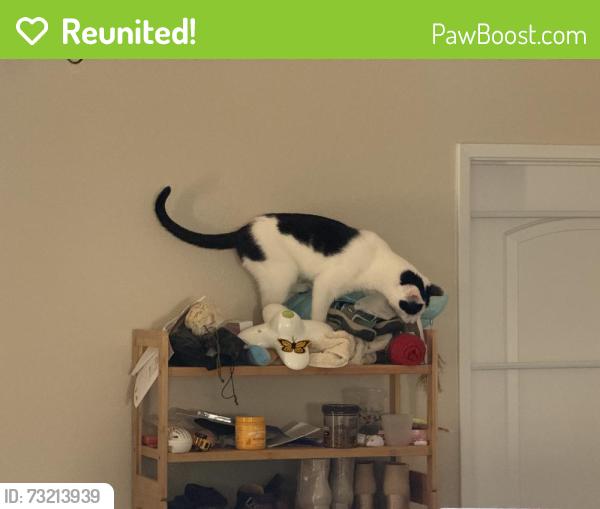 Reunited Male Cat last seen Temecula, CA 92592, USA, Temecula, CA 92592