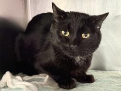 Shelter Stray Male Cat last seen Near Walton Avenue, BRONX, NY, 10453, 326 E 110th St, New York, NY 10029, USA