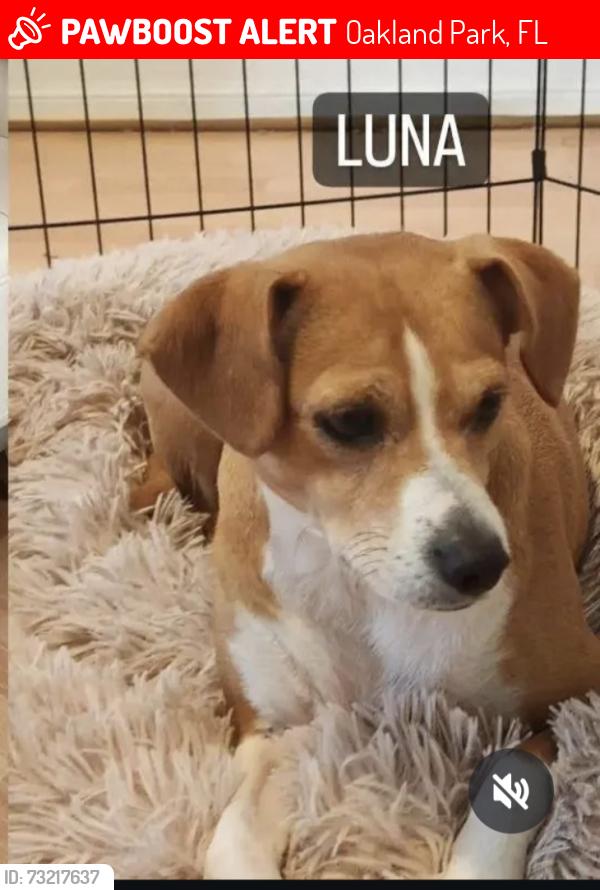 Lost Female Dog last seen Near NE 34th St Oakland Park, FL 33334, Oakland Park, FL 33334