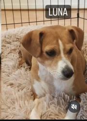 Lost Female Dog last seen Near NE 34th St Oakland Park, FL 33334, Oakland Park, FL 33334