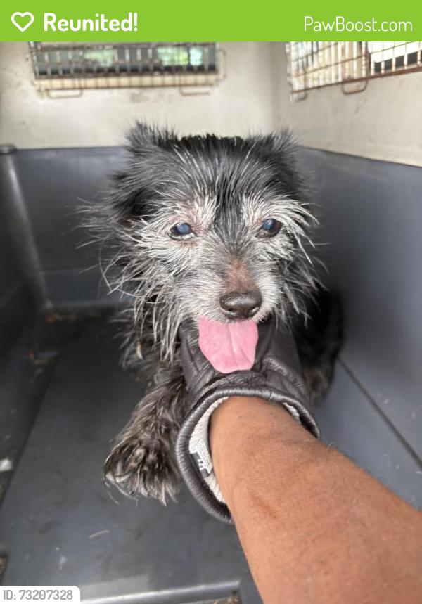 Reunited Female Dog last seen port saint lucie, Port St. Lucie, FL 34986