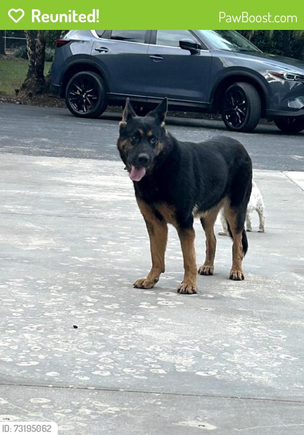 Reunited Female Dog last seen Near Sw 232 st, Miami, FL 33170