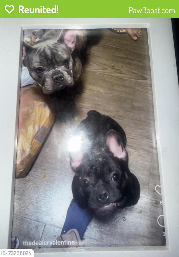 Reunited Male Dog last seen Craig & walnut, Las Vegas, NV 89115