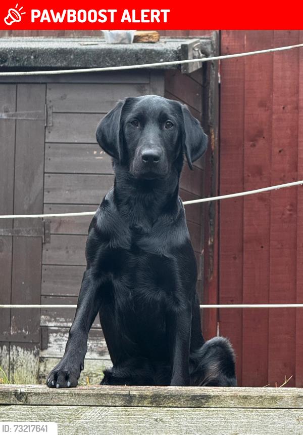 Lost Male Dog last seen Chaddesden/Oakwood, Derby, Derby, England DE21 4PW