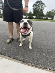 Found/Stray Male Dog last seen Blake Pond Subdivision, Buies Creek, NC 27546