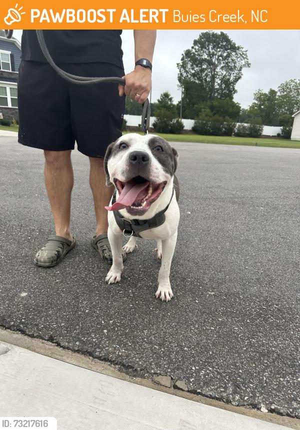 Found/Stray Male Dog last seen Blake Pond Subdivision, Buies Creek, NC 27546