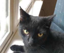 Lost Male Cat last seen Close to the Shell station off ext 27, Cleveland, TN 37312