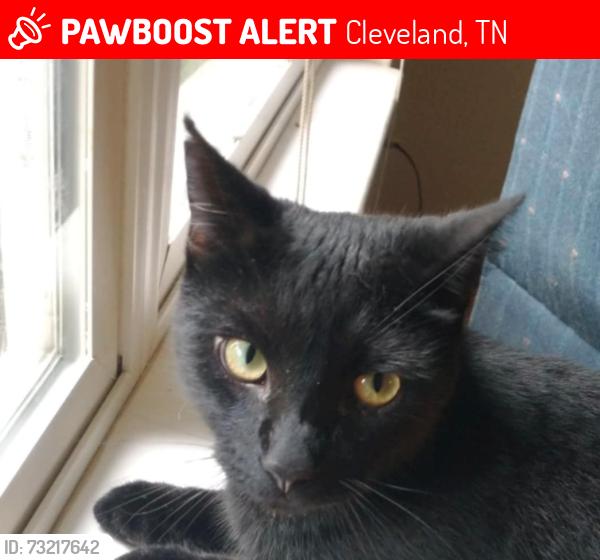 Lost Male Cat last seen Close to the Shell station off ext 27, Cleveland, TN 37312