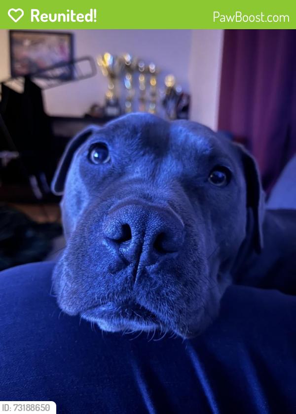Reunited Female Dog last seen Maidstone, Altona North, VIC 3025