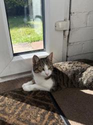 Lost Female Cat last seen Near st tresas school and the qudrant, Stretford, England M16 0JB