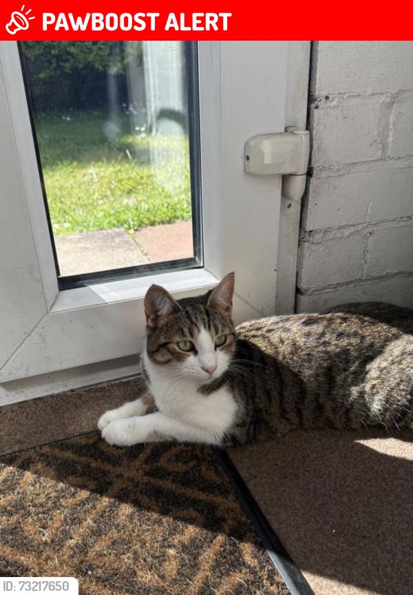 Lost Female Cat last seen Near st tresas school and the qudrant, Stretford, England M16 0JB