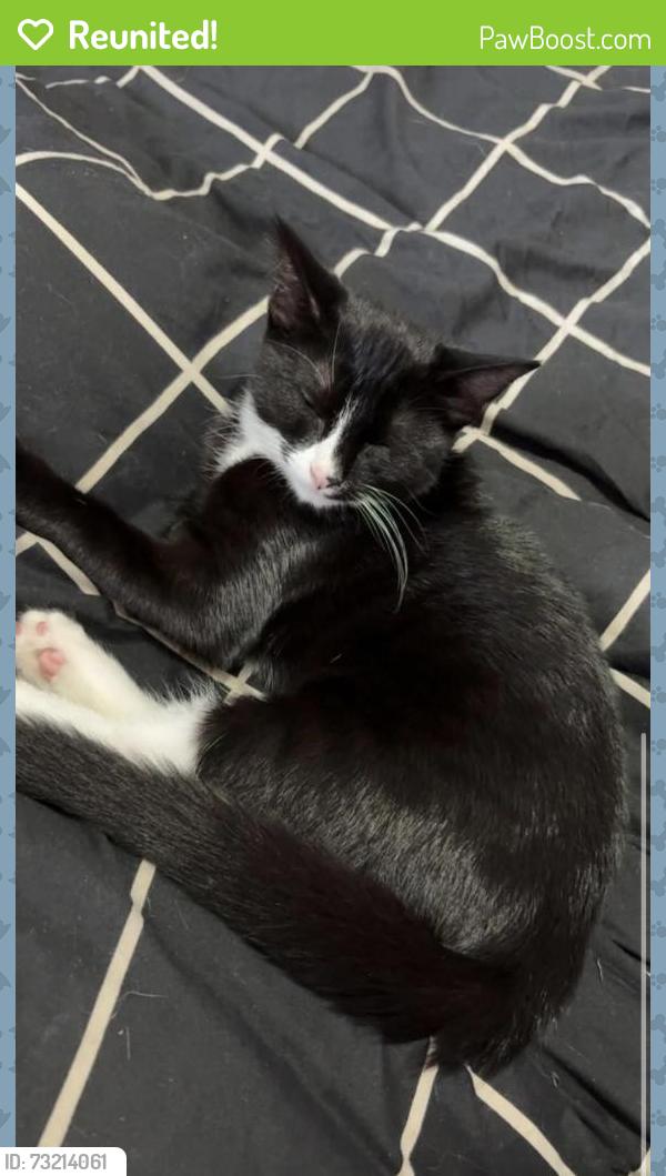 Reunited Female Cat last seen Barker butts lane, West Midlands, England 