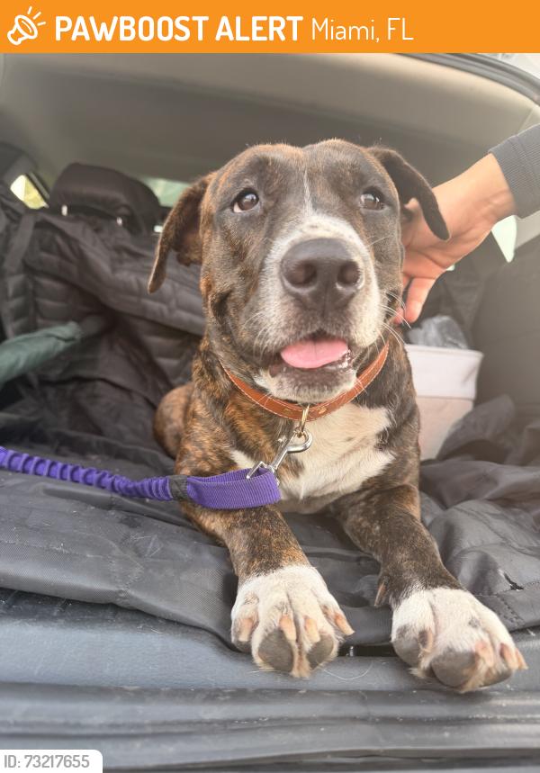 Found/Stray Female Dog last seen 2nd ne 79th, Miami, FL 33150