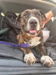 Found/Stray Female Dog last seen 2nd ne 79th, Miami, FL 33150