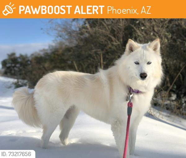 Found/Stray Unknown Dog last seen 55th ave and Thomas road, Phoenix, AZ 85035
