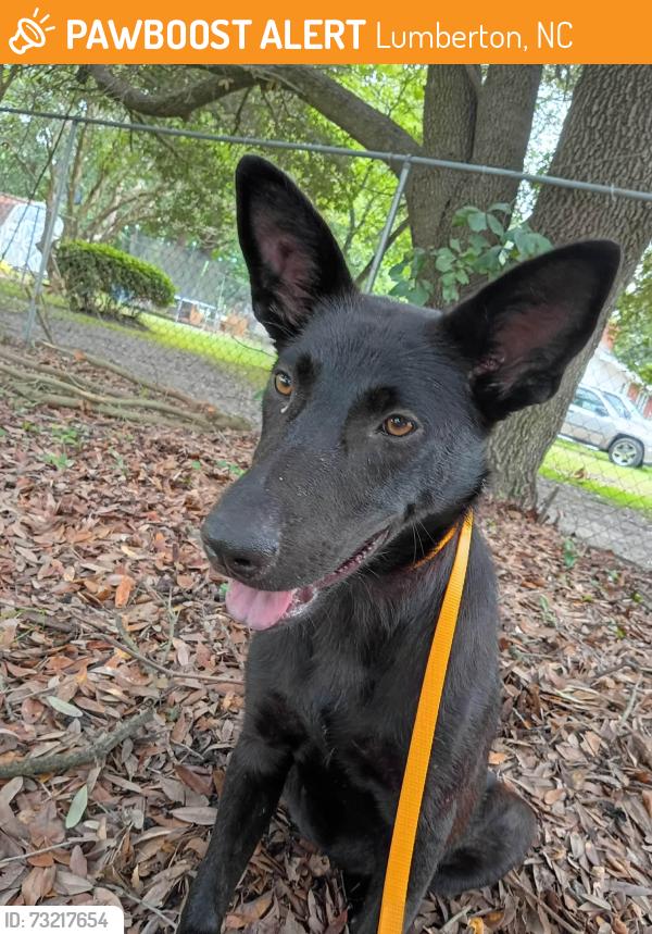 Found/Stray Female Dog last seen Inman st and MLK jr Dr, Lumberton, NC 28358