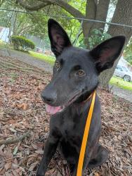 Found/Stray Female Dog last seen Inman st and MLK jr Dr, Lumberton, NC 28358