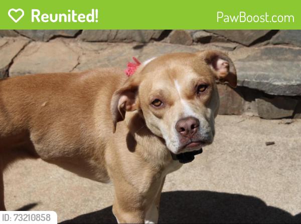 Reunited Female Dog last seen Near Buford Dr. Morganton, NC, Morganton, NC 28655