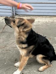 Reunited Male Dog last seen Jefferson & Bradford, Pomona, CA 91767