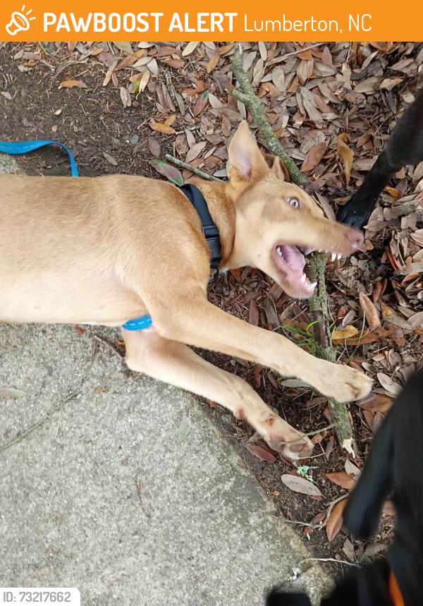 Found/Stray Male Dog last seen Inman st and MLK jr Dr, Lumberton, NC 28358