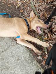 Found/Stray Male Dog last seen Inman st and MLK jr Dr, Lumberton, NC 28358