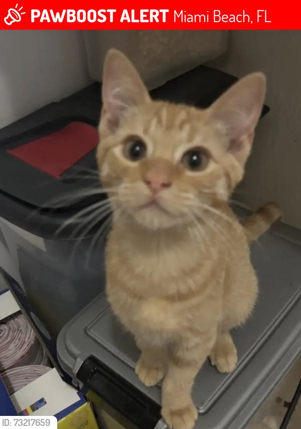 Lost Male Cat last seen Near 85th street Miami Beach, Miami Beach, FL 33141