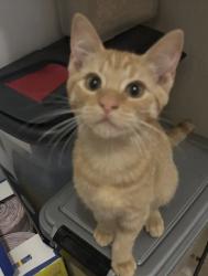 Lost Male Cat last seen Near 85th street Miami Beach, Miami Beach, FL 33141