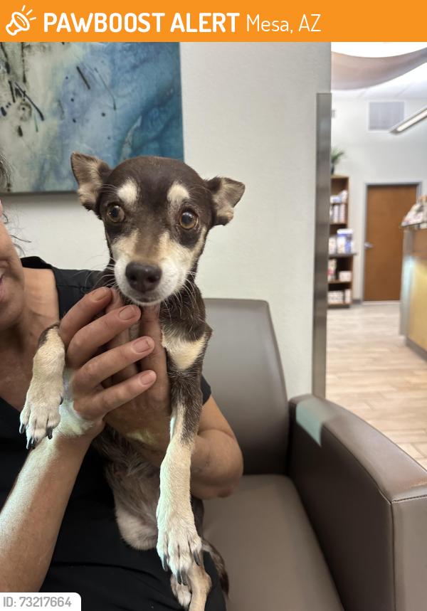 Found/Stray Female Dog last seen Broadway, Mesa, AZ 85209