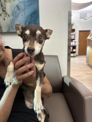 Found/Stray Female Dog last seen Broadway, Mesa, AZ 85209